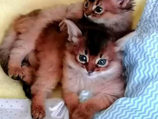 Kitten Somali