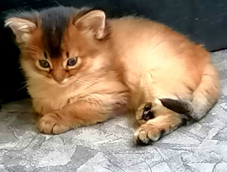 Предлогаются котята