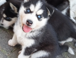 Малыши хаски