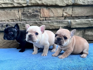 французского бульдога