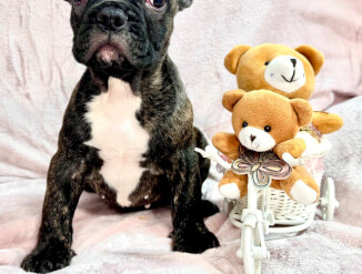 Продаются красивые щенки французского бульдога (мальчик и девочки).