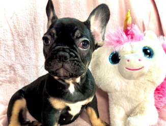 Красивые щенки французского бульдога