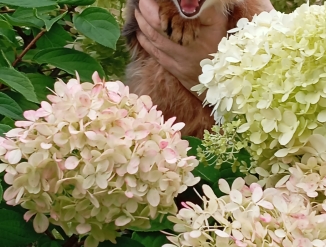 Сомалийские котята