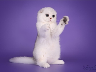 Комочек счастья