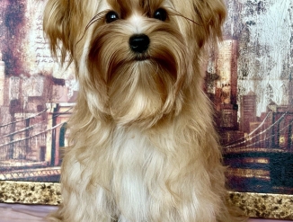 Голдаст, золотой йорк