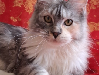 Мейн кун.Кошка