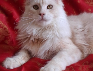 Котик Мейн Кун