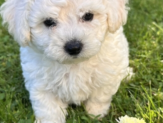 Щенки бишон фризе
