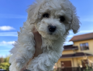 ЩЕНОК БИШОН ФРИЗЕ