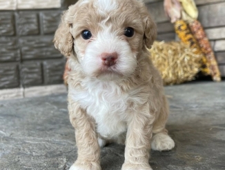 Щенки кокапу.