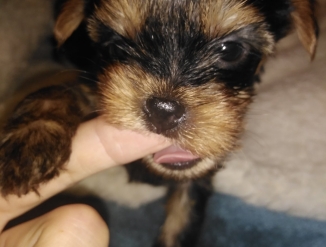 Щенки Йоркширского Терьера