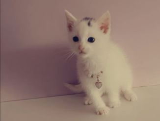 Красивые домашние котята