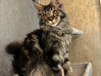 Мейн - кун котенок мальчик