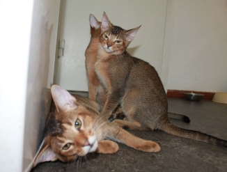 Котята чаузи