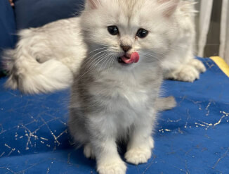 Шотландские котята scotish fold/straight