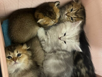 Шотландские котята scotish fold/straight