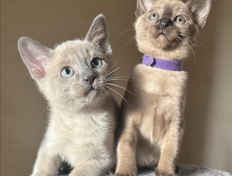 Котята тонкинезы