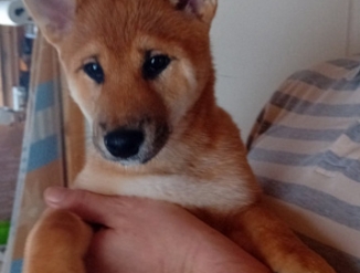 Щенки шиба-ину