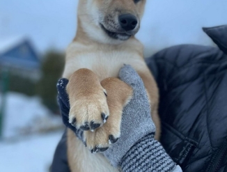 Щенок сиба ину