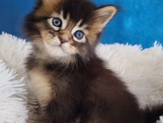 Maine-Coon kassipojad