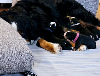 Bernese zennenhund