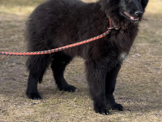 Бельгийская овчарка Грюнендаль