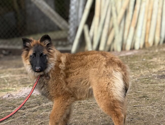 Бельгийская овчарка Грюнендаль