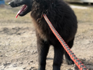 Бельгийская овчарка грюнендаль