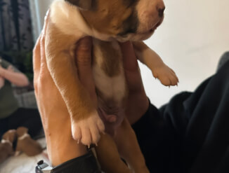 American Staffordshire terrier