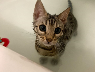 Gorgeous Bengal Kittens