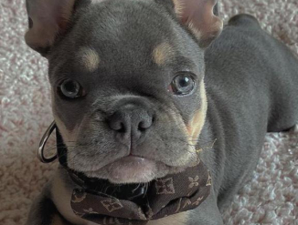 Female French bulldog puppy