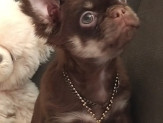 Щенок чихуахуа