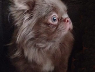 Чихуахуа на вязку