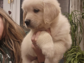 Kuldse retriiveri kutsikad lapsendamiseks.