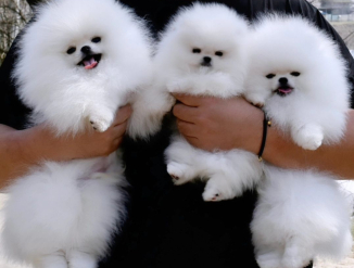 Terved pomeranian kutsikad lapsendamiseks.