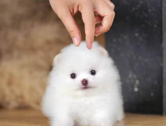 Healthy Pomeranian puppies for adoption