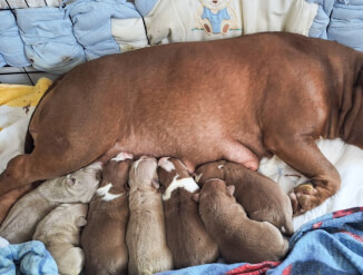 American bully puppy