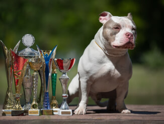 Ava­tud paaritumiseks, American bully