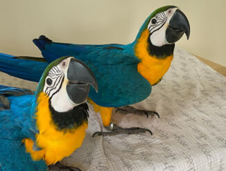 Müüa armsad ja imelised arapapagoid