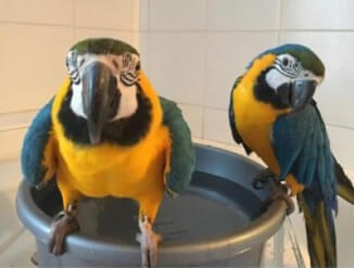 Ilusad arapapagoid lapsendamiseks.