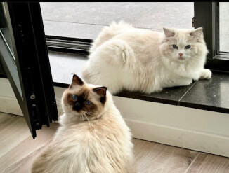 Võluvad rogdoll-kassid lapsendamiseks.