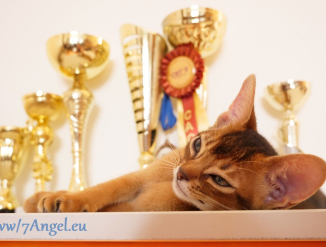 Клубные абиссинские котятa