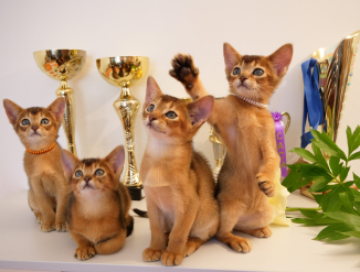 Клубный абиссинский котёнок