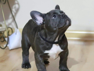 French bulldog
