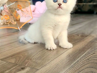 Британский котенок. Серебристая шиншилла