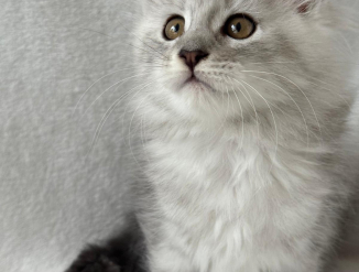 Продажа котят