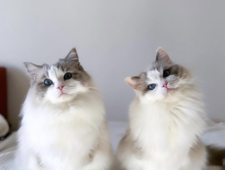 Продаются котята породы рэгдолл