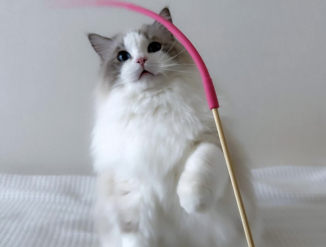 Продаются кот и кошка породы рэгдолл.