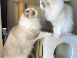 Müüa isane ja emane ragdoll.