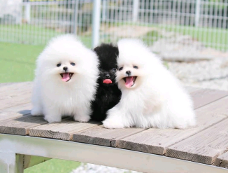 Pomeranian kutsikad otsivad uut kodu.